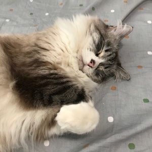 Meet your Posher, Chieh